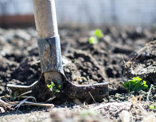 Vápnenie pôdy na jar: Na čo si treba dať pozor?
