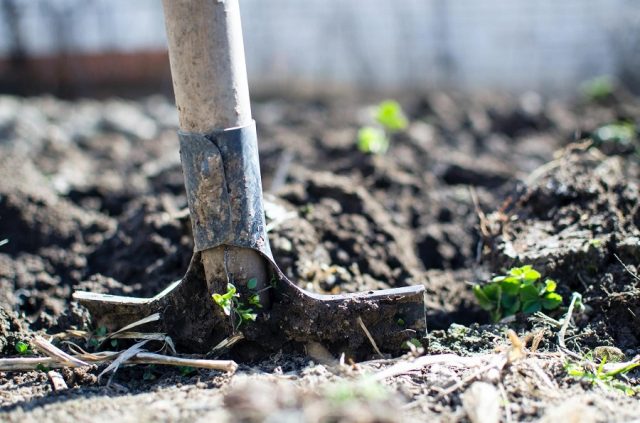 Vápnenie pôdy na jar: Na čo si treba dať pozor?