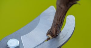 Záhradkársky tip: Aké nožnice na konáre sú najlepšie?