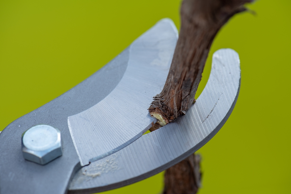 Záhradkársky tip: Aké nožnice na konáre sú najlepšie?