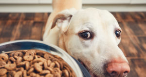 Ako určiť ideálne množstvo krmiva pre vášho psa?