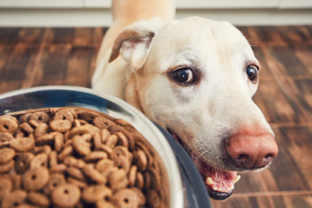Ako určiť ideálne množstvo krmiva pre vášho psa?