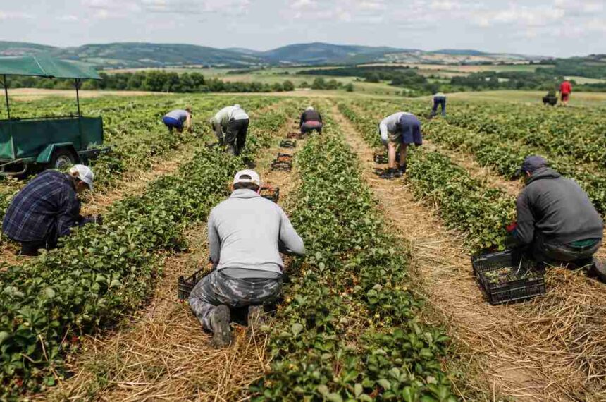 Sezónni pracovníci pri zbere na slovenskej farme