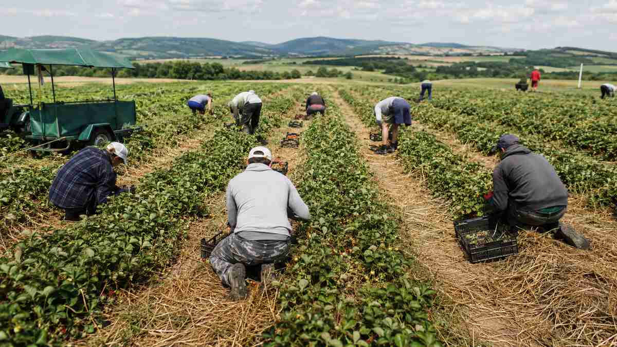Sezónni pracovníci pri zbere na slovenskej farme